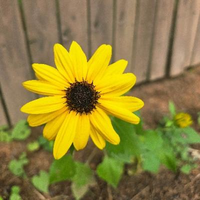 bookofsunflowers@mstdn.party