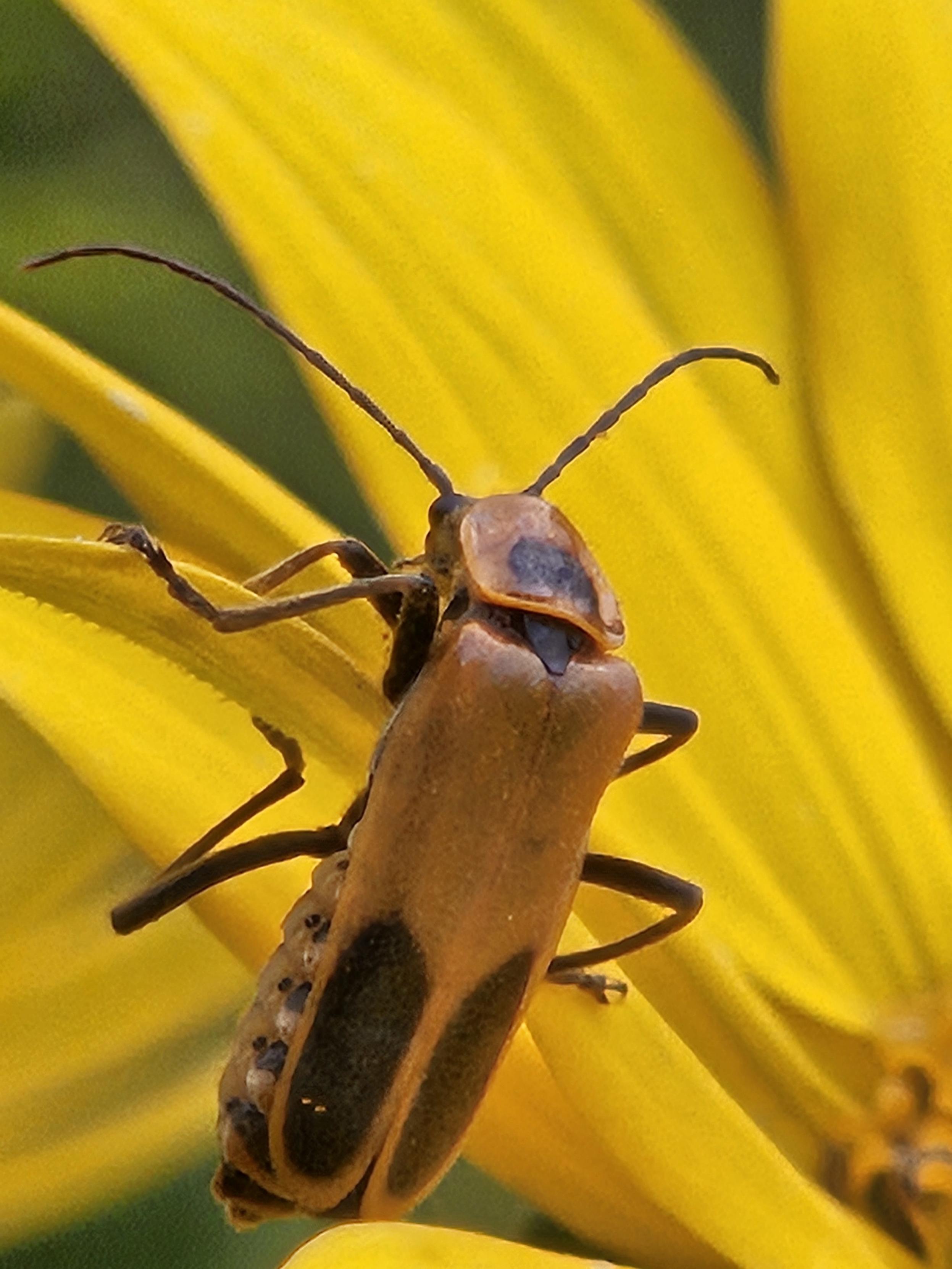 Golden Rod Beetle on Black Eyed Susan.