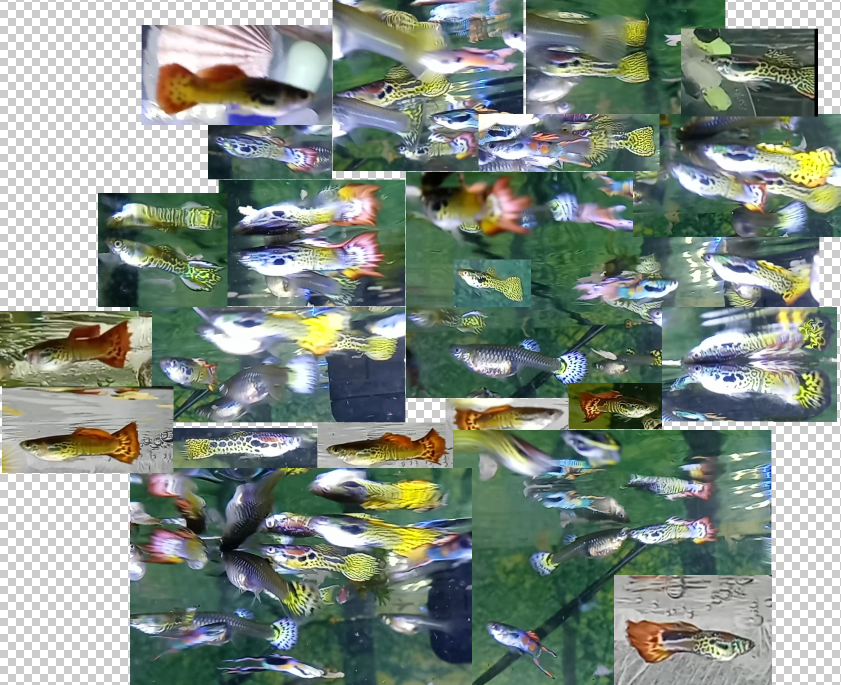 a collage (sloppy one at that) of a mess of my guppy endler fish and their kids and their kids kids