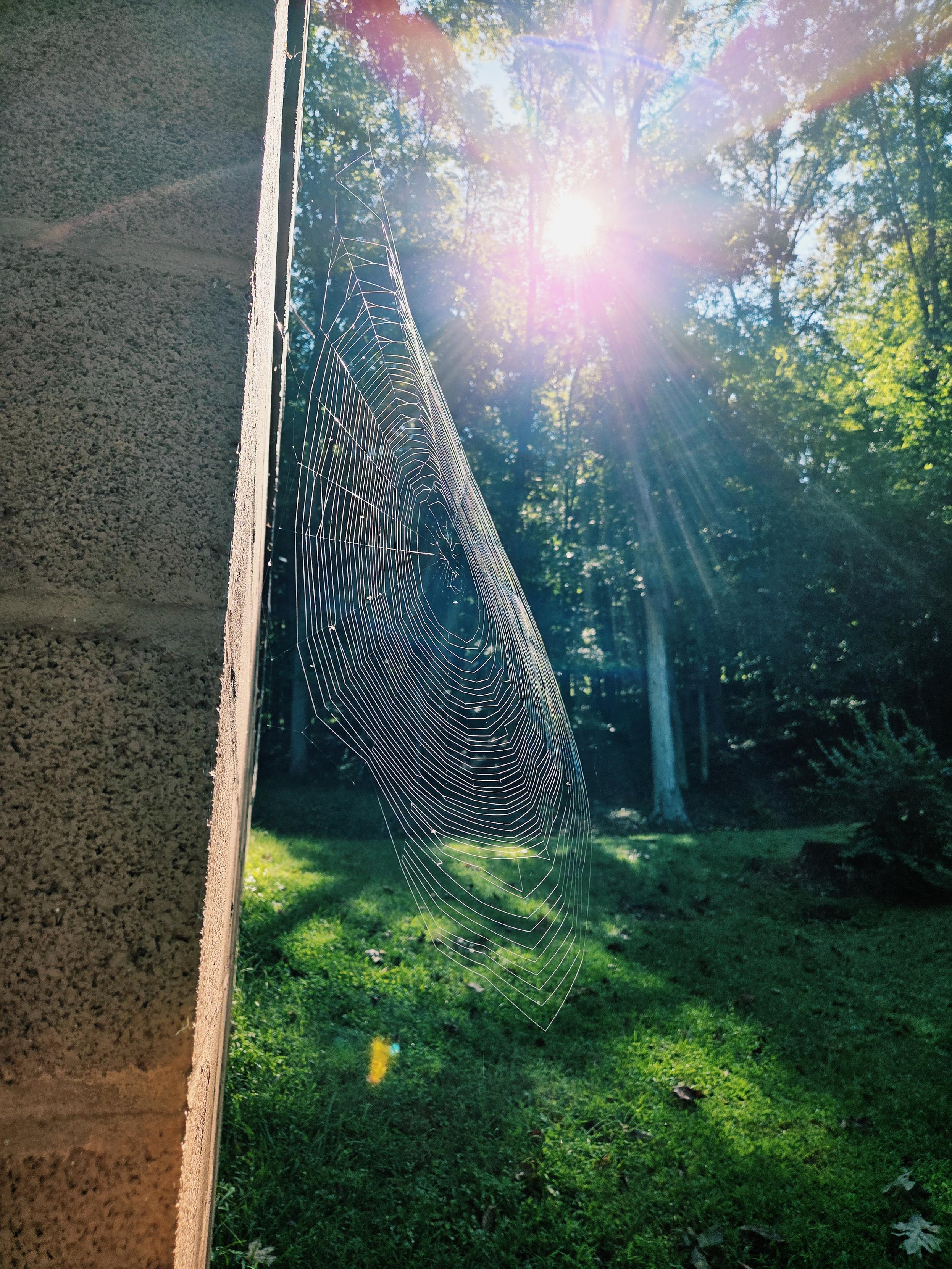 Found a spiderweb glittering in the sun off the side of the garage. The cinderblock of the garage on the left edge of the frame. Tried to get the whole circular web with the woods in the background so that it glitters in the sun showing between the trees. The sun ball is in the top center of frame, glowing yellow/orange and spilling out rays into the green of the forest and mossy yard beside the garage.