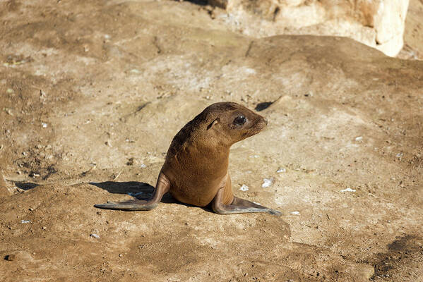 sea lion pup